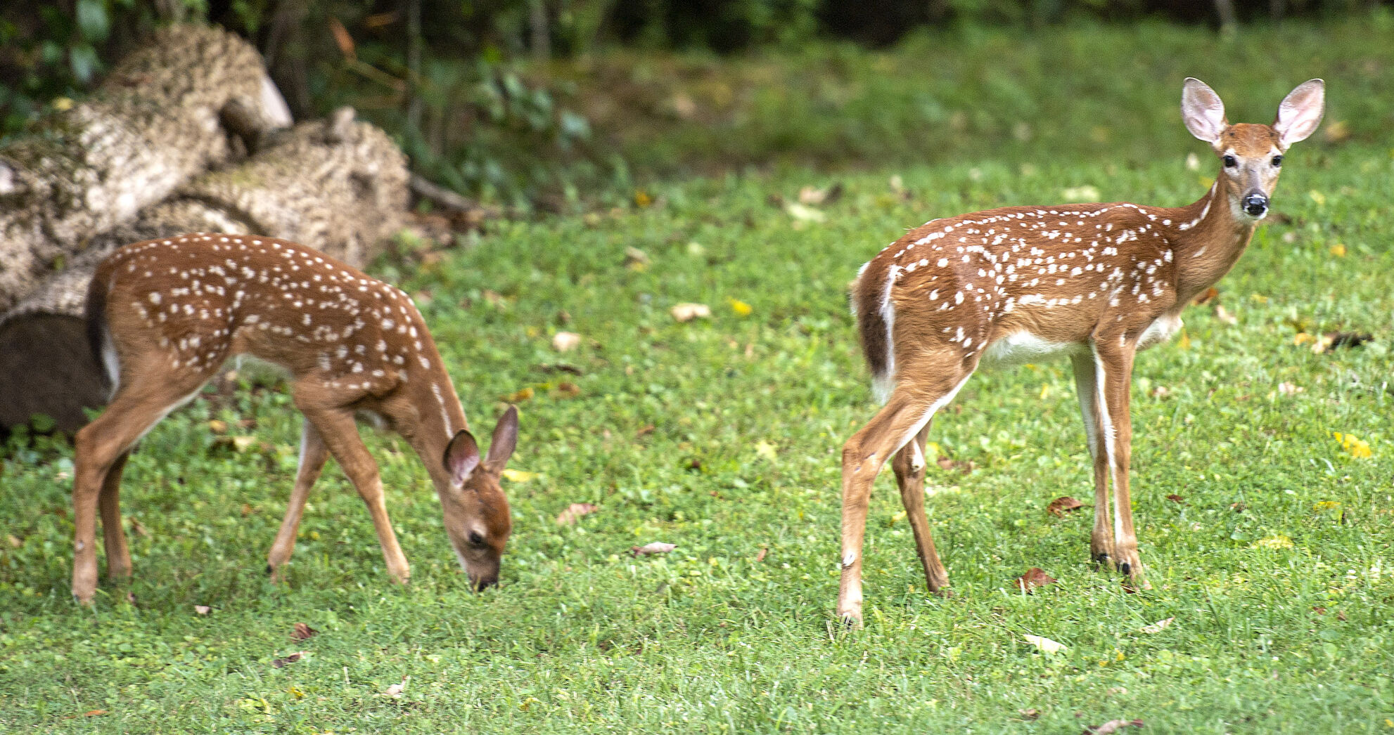 Urban Deer